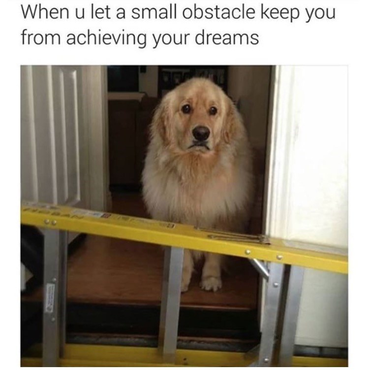 Doggo meme - When u let a small obstacle keep you from achieving your dreams