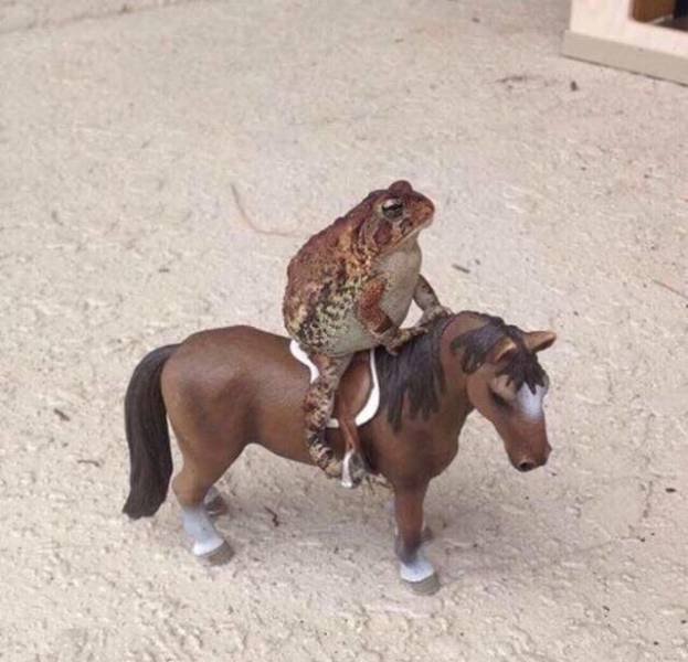 frog riding on a toy horse