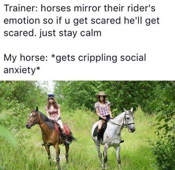 Depression meme - funny horse memes clean - Trainer horses mirror their rider's emotion so if u get scared he'll get scared. just stay calm My horse gets crippling social anxiety