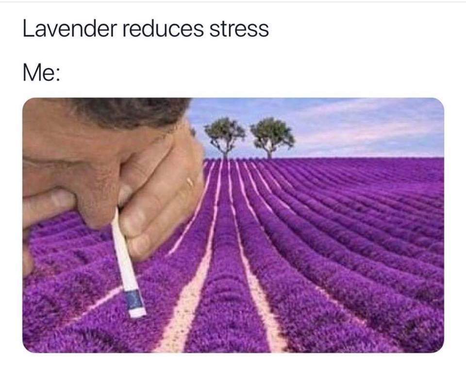 Depression meme - lavender reduces stress meme - Lavender reduces stress Me