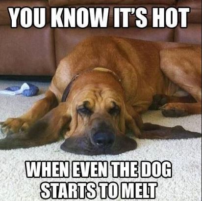 summer memes - summer memes - You Know It'S Hot When Even The Dog Starts To Melt