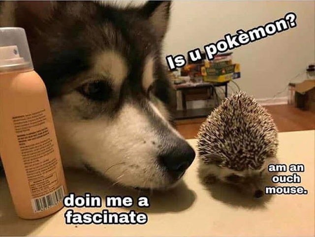 funny picture - ouch mouse - Is u pokmon? am an ouch mouse. m., doin me a fascinate