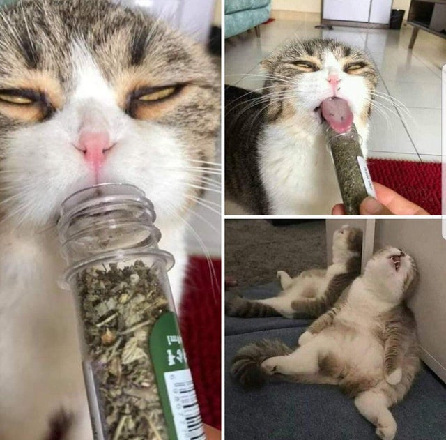 funny picture - Humour - cat loves the nip