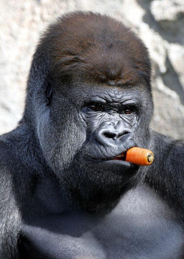 funny picture - gorilla funny