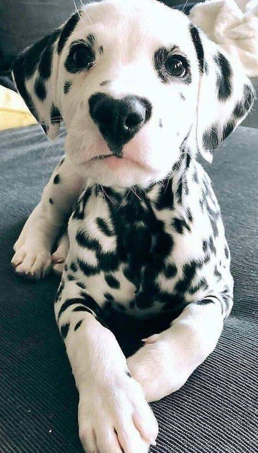 dog with love heart nose - Se