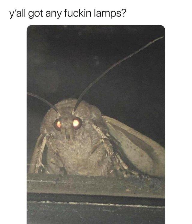 moth meme - y'all got any fuckin lamps?