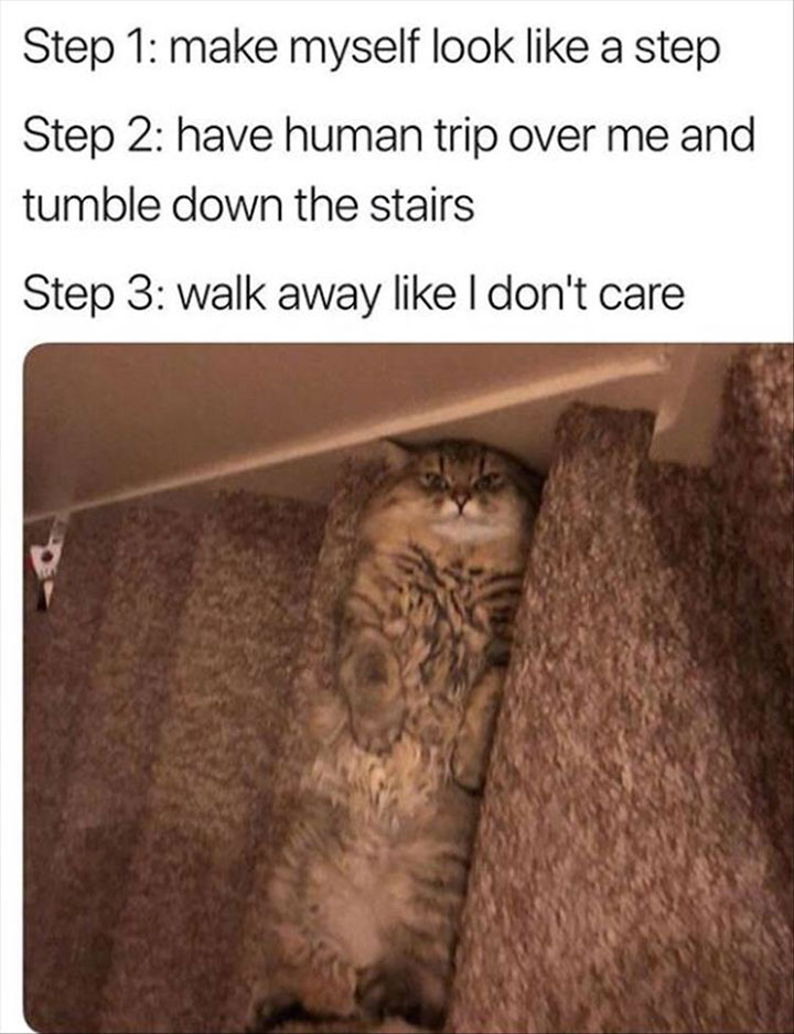 Unbelievable funny pics - cat laying on stairs Step 1 make myself look a step Step 2 have human trip over me and tumble down the stairs Step 3 walk away I don't care