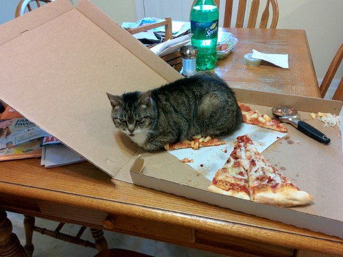 Unbelievable funny pics - cats dont care