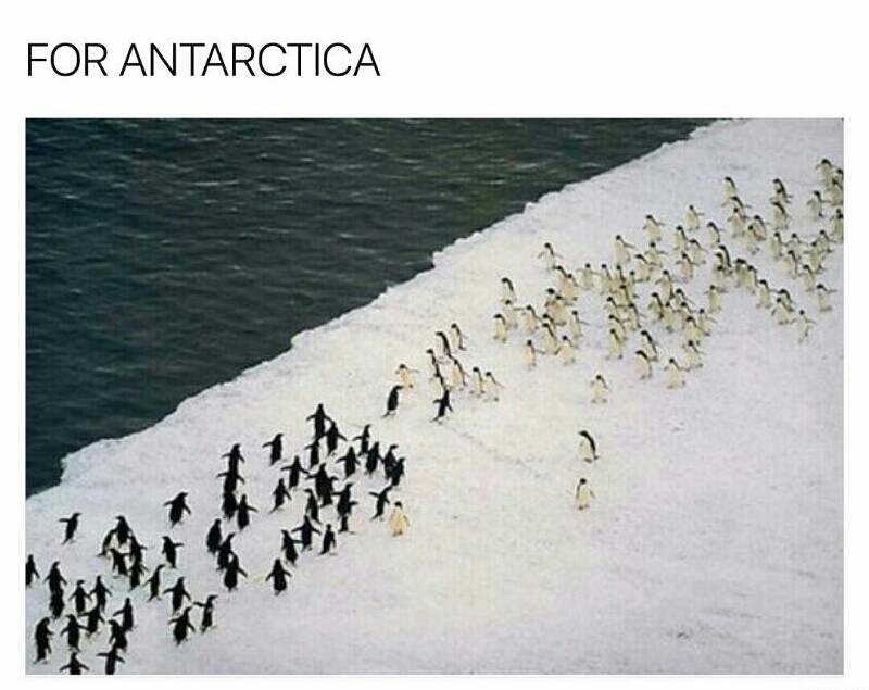 antarctica hooligans - For Antarctica