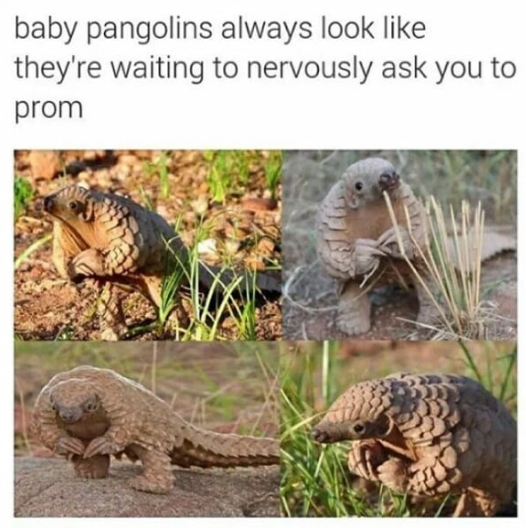 funny picture  - baby pangolin prom - baby pangolins always look they're waiting to nervously ask you to prom