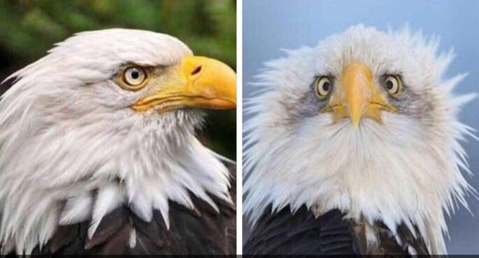 funny animal picture - bald eagle from the front