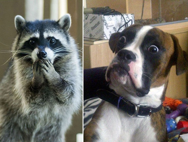 funny animal pics - shocked dog meme - Reebok ndido bok