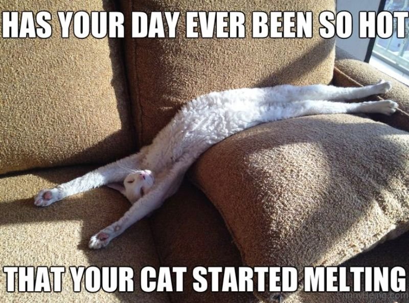 summer meme hard work pays off in the future laziness pays off now - Has Your Day Ever Been So Hot That Your Cat Started Melting