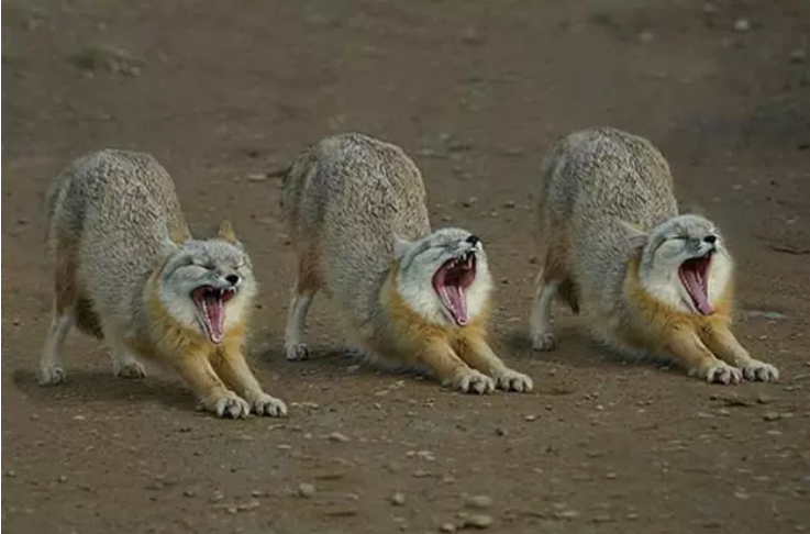 funny animals - yawning animal