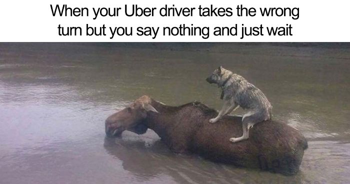 funny animals - animal memes - When your Uber driver takes the wrong turn but you say nothing and just wait