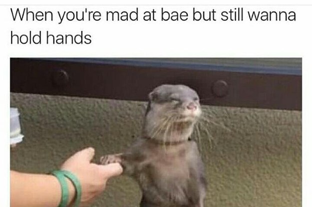 funny animals - animal memes - When you're mad at bae but still wanna hold hands