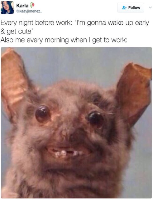 work meme - ugly meme animal - Karla kaayjimenez Every night before work "I'm gonna wake up early & get cute" Also me every morning when I get to work
