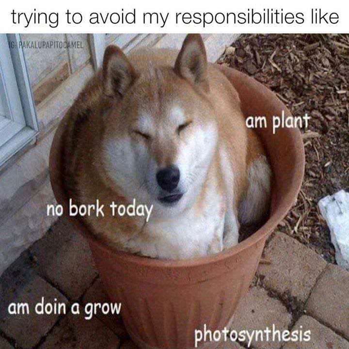 work meme - funny doggo - trying to avoid my responsibilities Gpakalupapitocamel am plant no bork today am doin a grow photosynthesis
