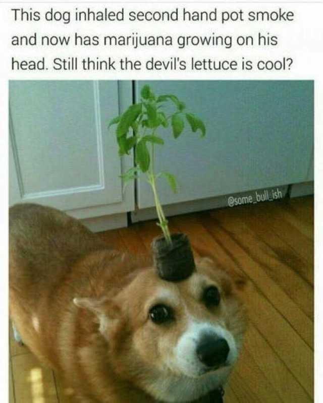 weed meme- corgi plant - This dog inhaled second hand pot smoke and now has marijuana growing on his head. Still think the devil's lettuce is cool?