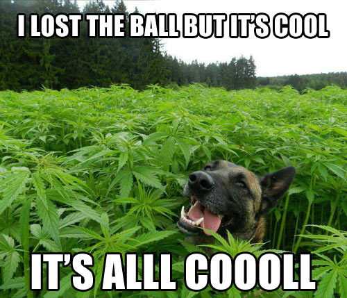 weed meme- funny pot - I Lost The Ball But It'S Cool It'S Alll Coooll