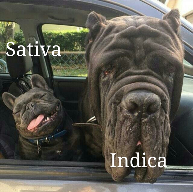 weed meme- french bulldog mastiff - Sativa Indica