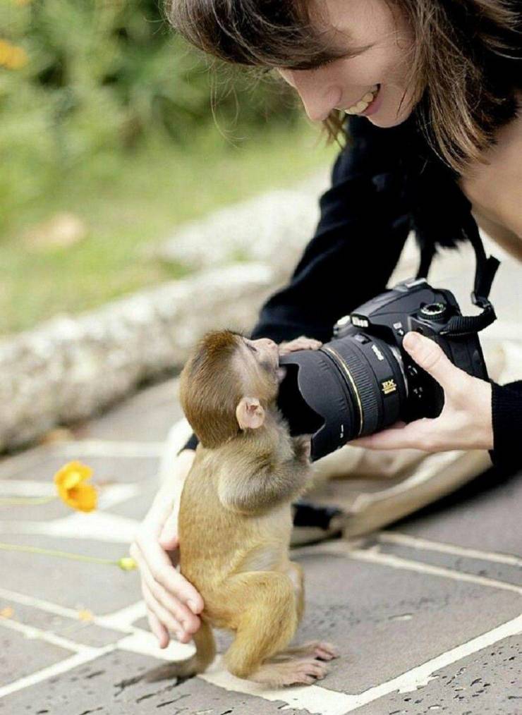 cute baby monkey
