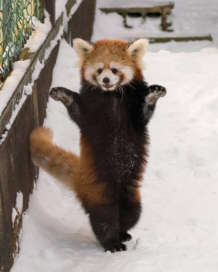 red panda dancing