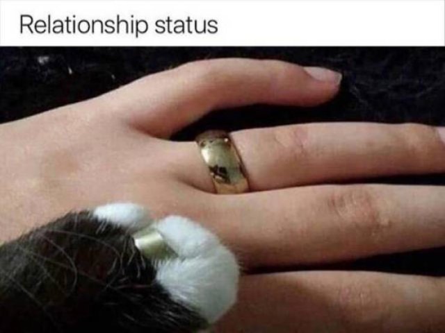 engaged cat - Relationship status