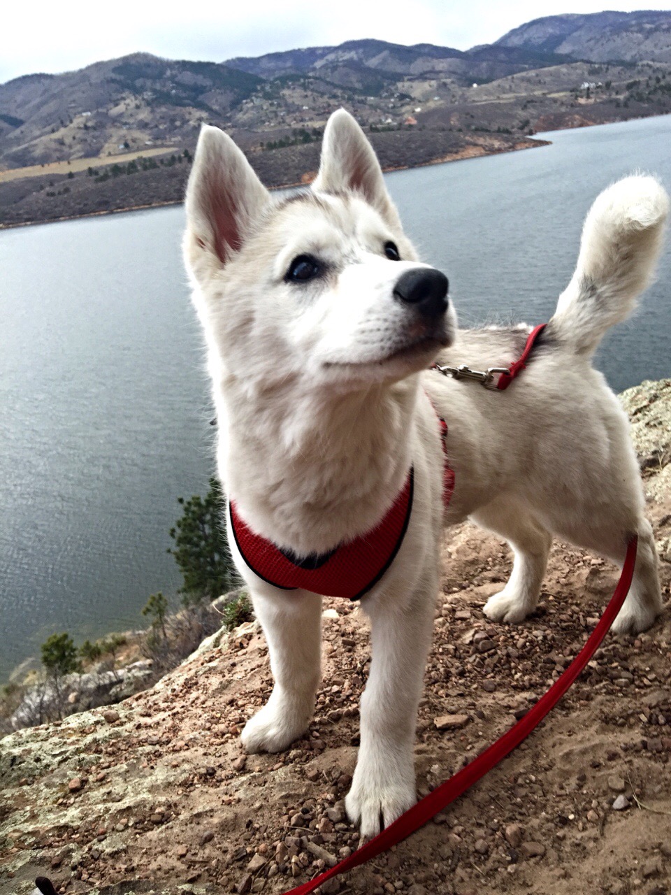hiking puppy