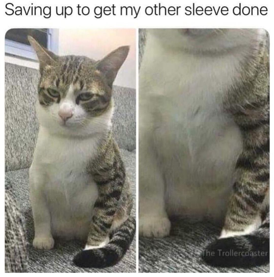 cat funny - Saving up to get my other sleeve done The Trollercoaster