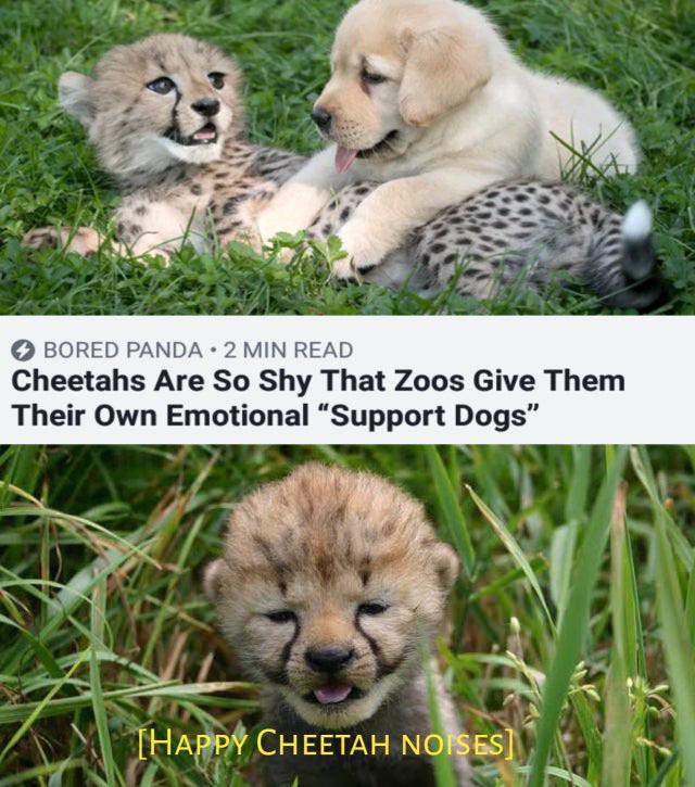 clean meme - Humour - Bored Panda 2 Min Read Cheetahs Are So Shy That Zoos Give Them Their Own Emotional