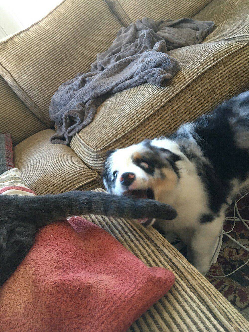 Humour - dog about to chomp on cat's tail
