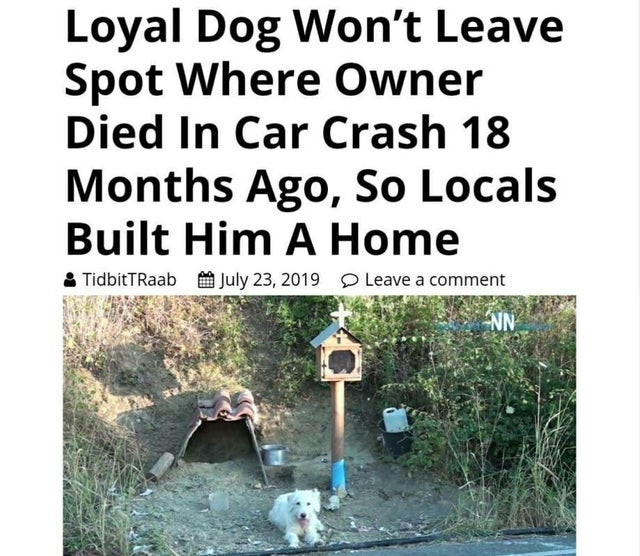 Meme - Loyal Dog Won't Leave Spot Where Owner Died In Car Crash 18 Months Ago, So Locals Built Him A Home TidbitRaab Leave a comment