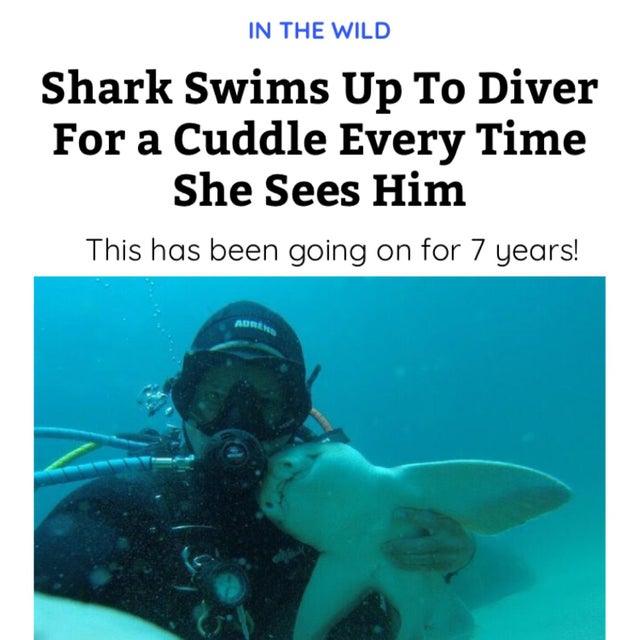 water - In The Wild Shark Swims Up To Diver For a Cuddle Every Time She Sees Him This has been going on for 7 years! Adren