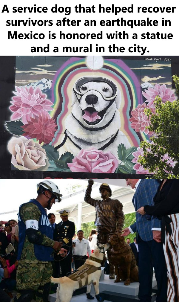 frida dog statue - A service dog that helped recover survivors after an earthquake in Mexico is honored with a statue and a mural in the city. Celeste Burs 2017 Marina