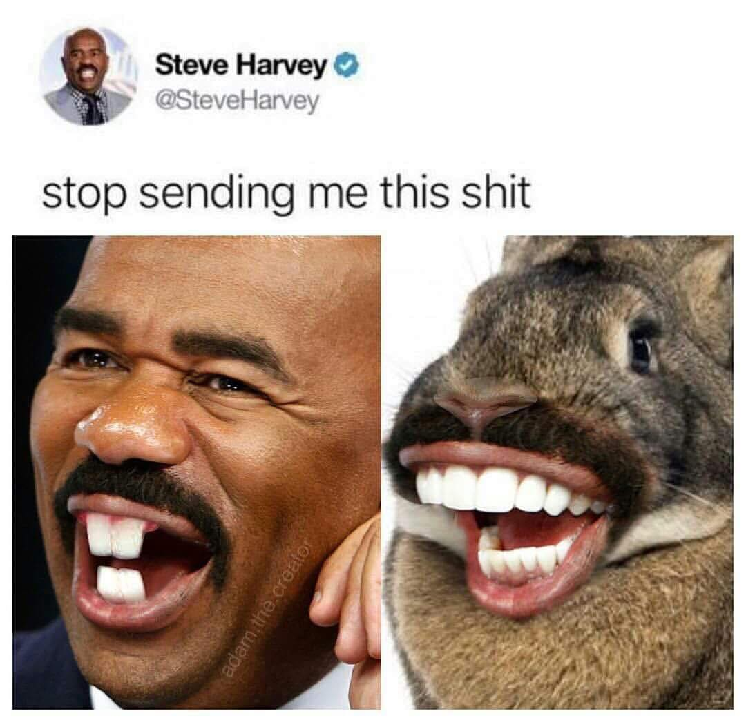 steve harvey meme - Steve Harvey Harvey stop sending me this shit adam to create