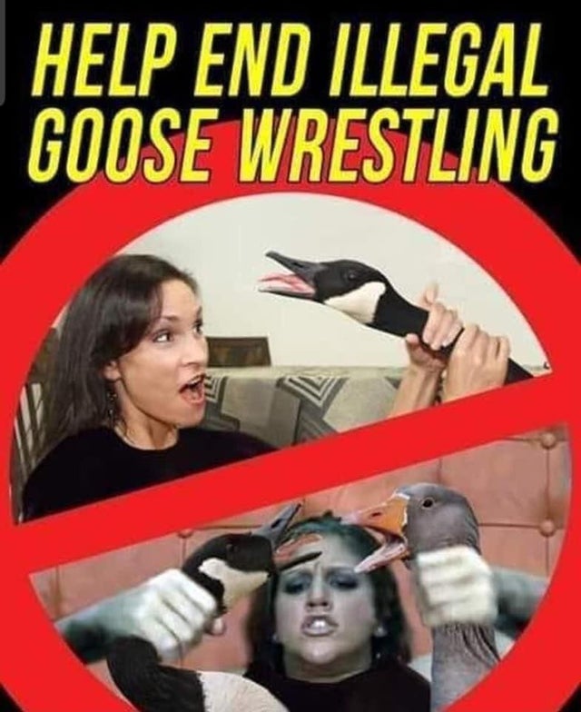 illegal goose wrestling meme - Help End Illegal Goose Wrestling