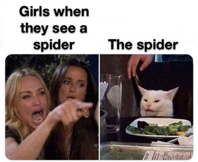 Woman yelling at a cat meme about girls when they see a spider
