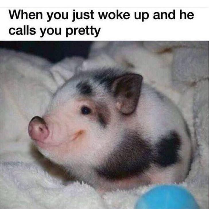 Funny memes for her - baby pig meme - When you just woke up and he calls you pretty