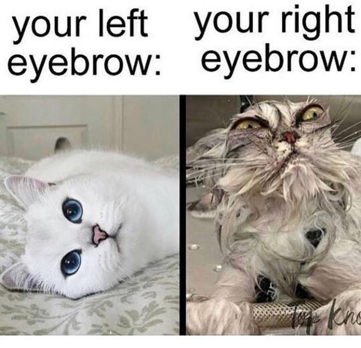 Funny memes for her - funny wet cat - your left your right eyebrow eyebrow