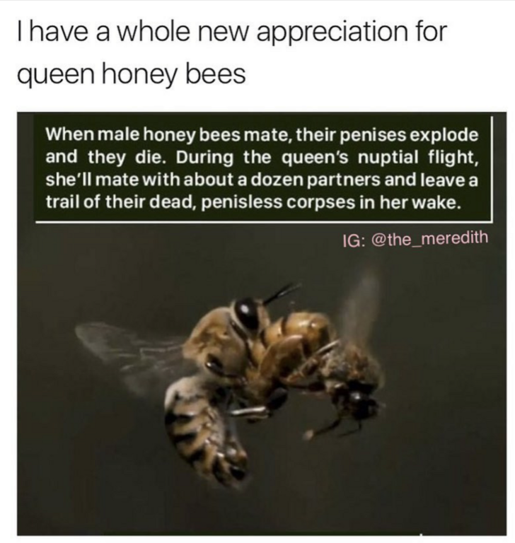 Funny memes for her - honey bee - I have a whole new appreciation for queen honey bees When male honey bees mate, their penises explode, and they die. During the queen's nuptial flight, she'll mate with about a dozen partners and leave a trail of their de