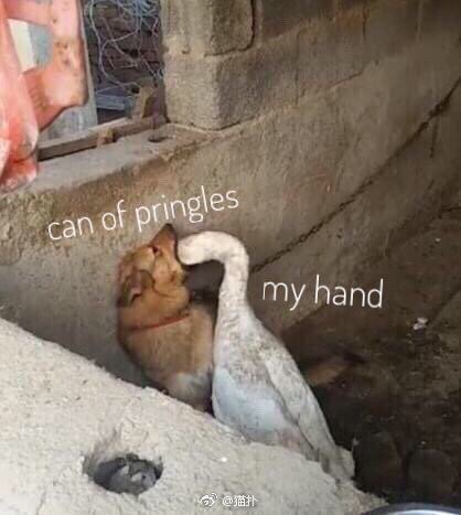 Funny Relatable Meme that says - dog deepthroating goose - can of pringles my hand