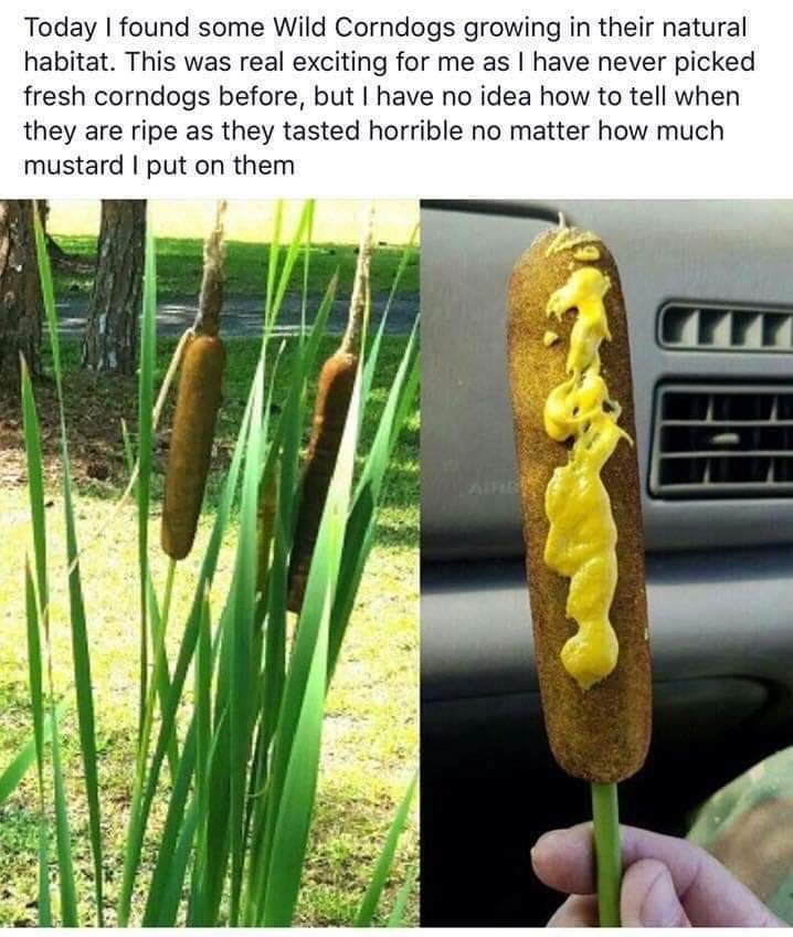Funny memes - wild corn dogs - Today I found some Wild Corndogs growing in their natural habitat. This was real exciting for me as I have never picked fresh corndogs before, but I have no idea how to tell when they are ripe as they tasted horrible no matt