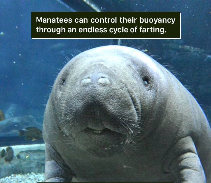 Funny memes - manatee farting meme - Manatees can control their buoyancy through an endless cycle of farting.