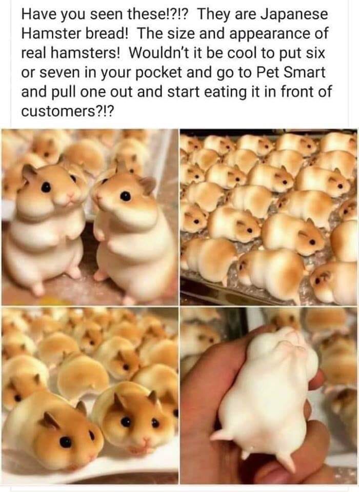 Funny memes - japanese hamster bread - Have you seen these!?!? They are Japanese Hamster bread! The size and appearance of real hamsters! Wouldn't it be cool to put six or seven in your pocket and go to Pet Smart and pull one out and start eating it in fr