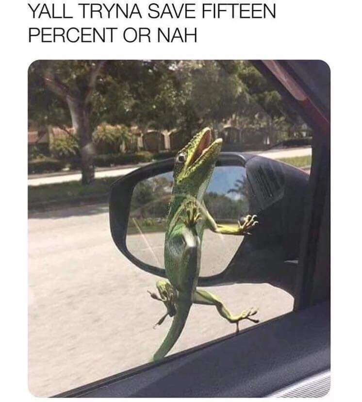 Funny memes - geico meme - Yall Tryna Save Fifteen Percent Or Nah