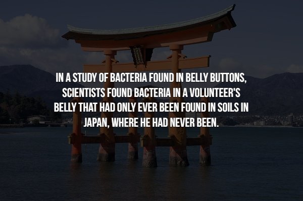 chinese architecture - In A Study Of Bacteria Found In Belly Buttons. Scientists Found Bacteria In A Volunteer'S Belly That Had Only Ever Been Found In Soils In Japan, Where He Had Never Been.