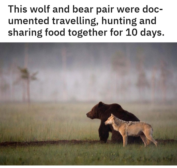 bear and wolf - This wolf and bear pair were doc umented travelling, hunting and sharing food together for 10 days.