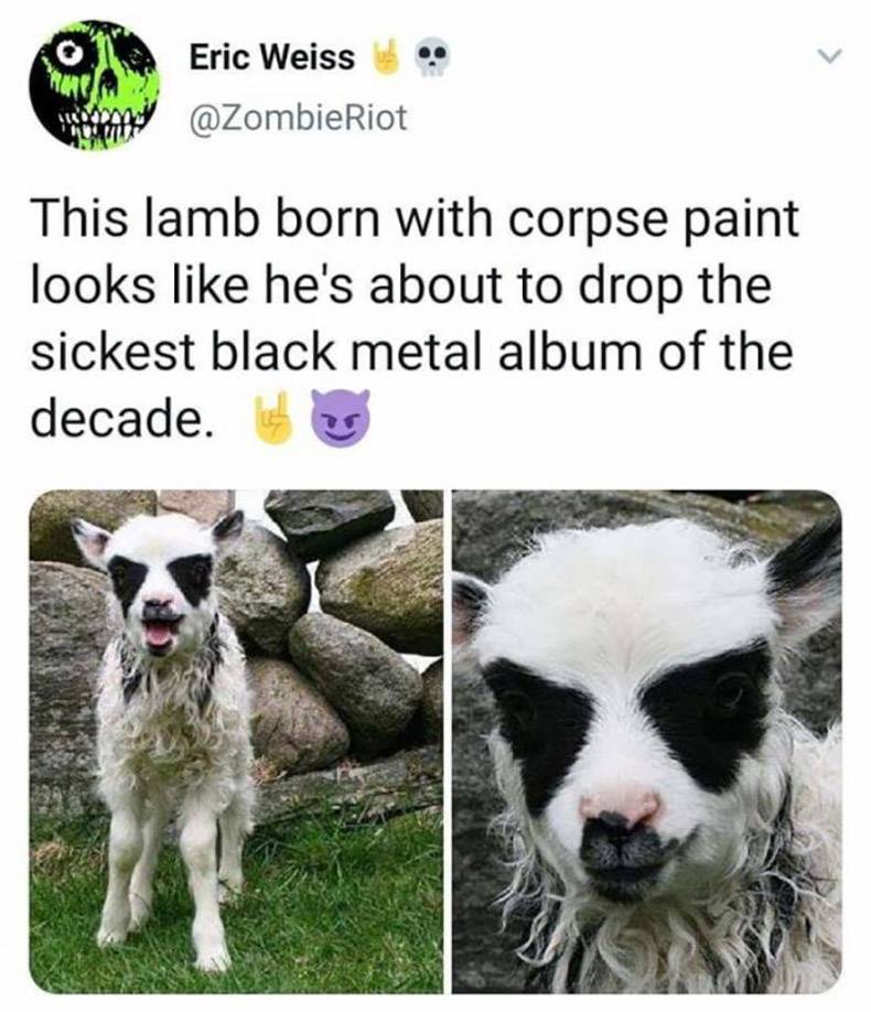 Black metal - O Eric Weiss mit Riot This lamb born with corpse paint looks he's about to drop the sickest black metal album of the decade.