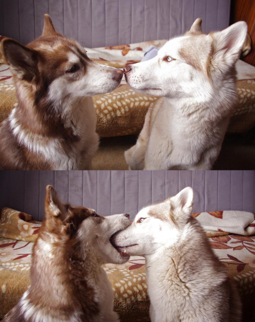 dog kiss